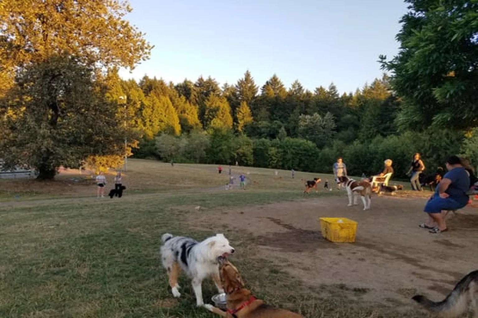 Gabriel Park Dog Run in Portland, Oregon