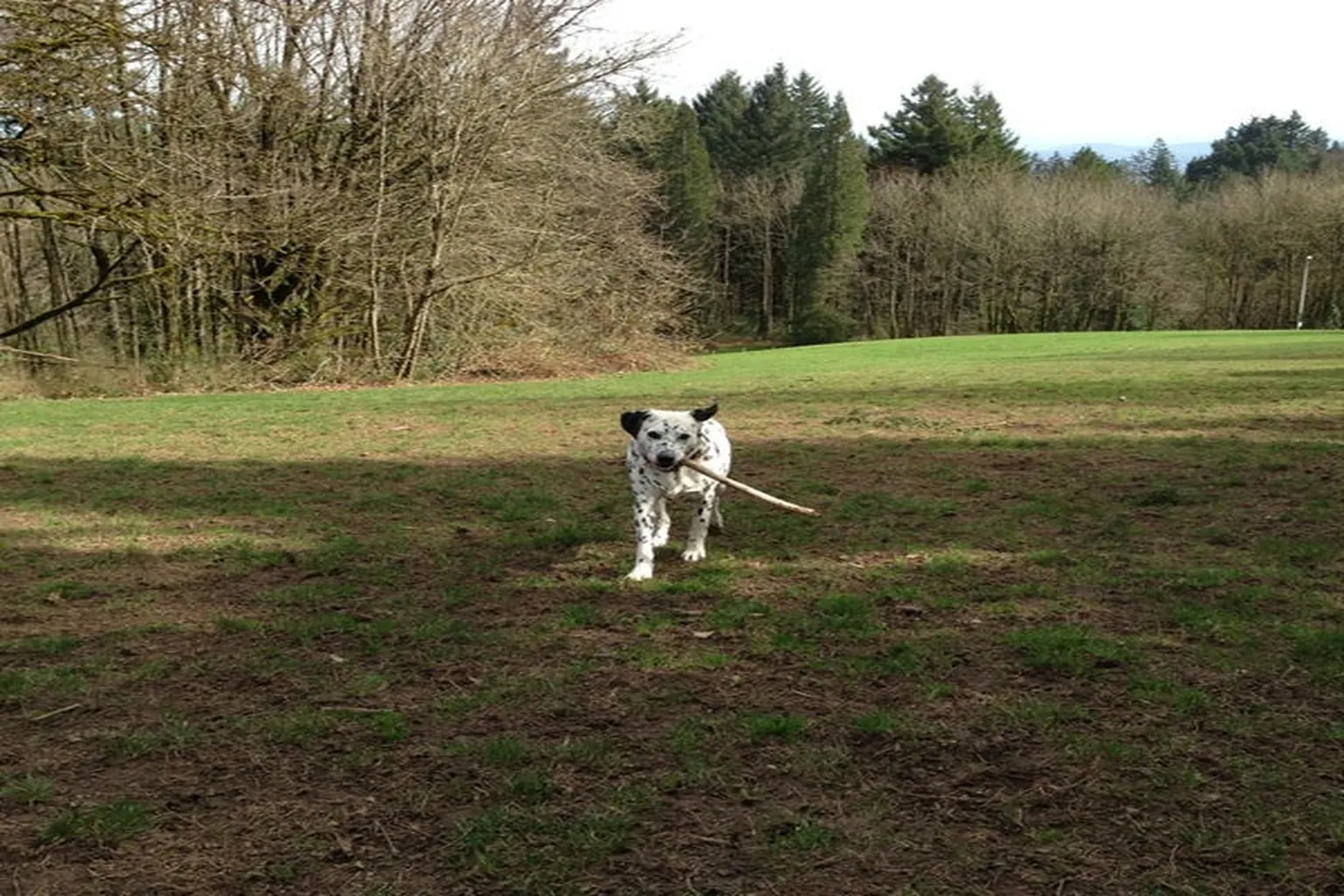 Council Crest Park Off Leash Dog Area in Portland, Oregon