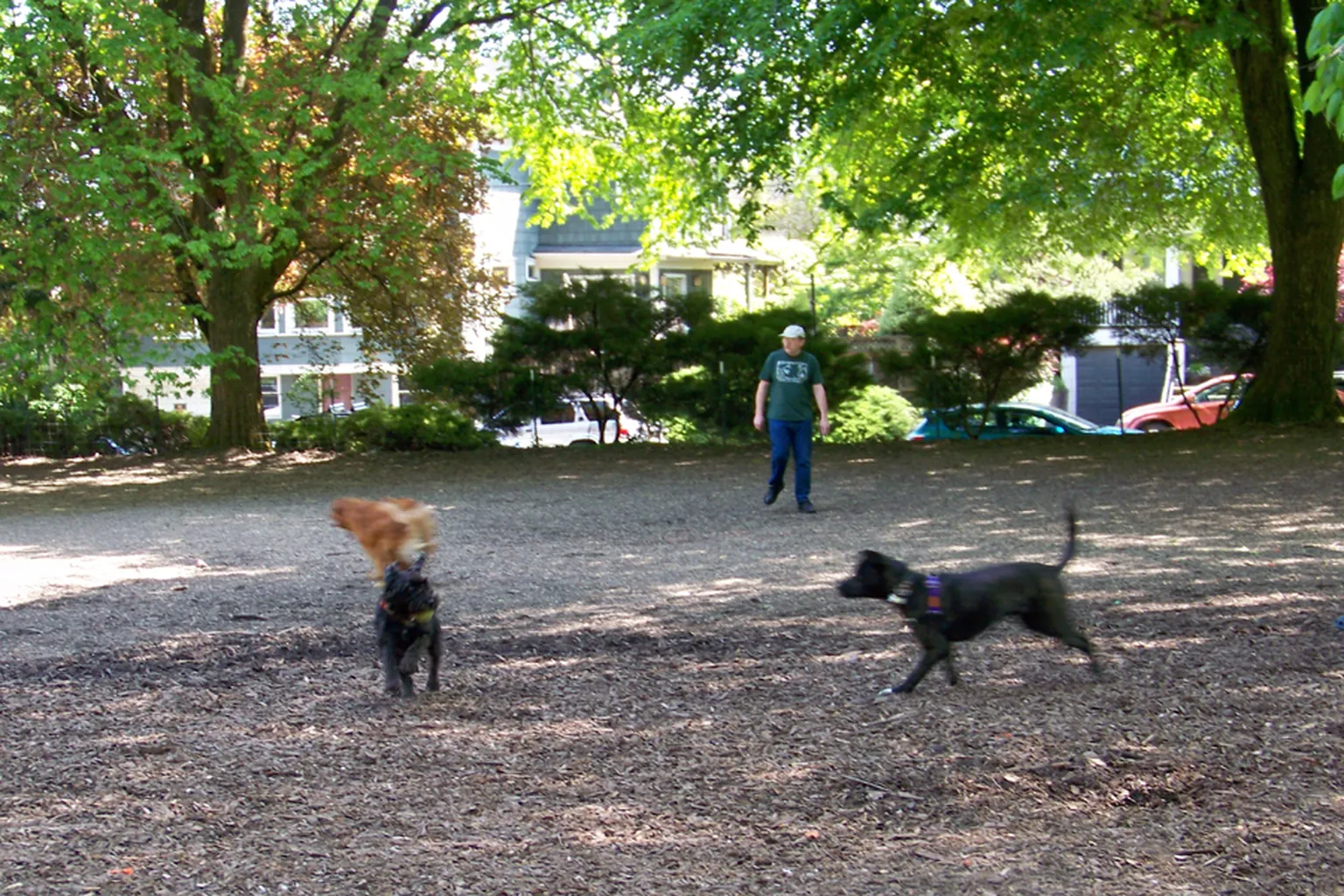 Wallace Dog Park in Portland, Oregon