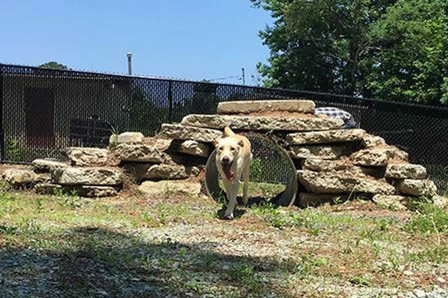 Brentwood Park Dog Park in Duke, Oregon