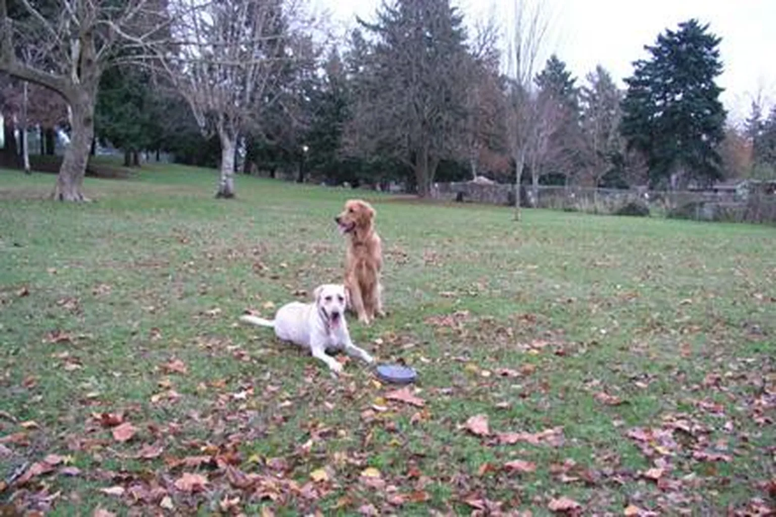 Lents Park Off Leash Dog Area in Portland, Oregon - Main Image