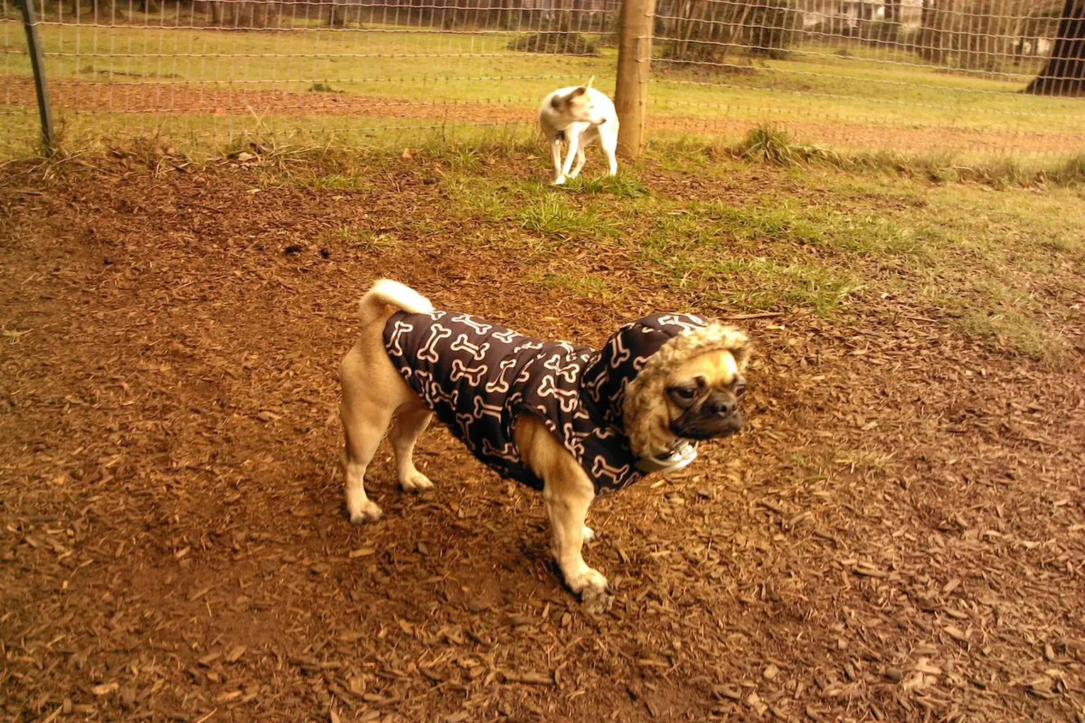 Lynchwood Park Off Leash Dog Area in Portland, Oregon - Main Image