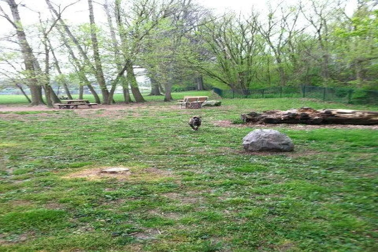 Schellin Dog Park - Wooster in Wooster, Ohio - Main Image