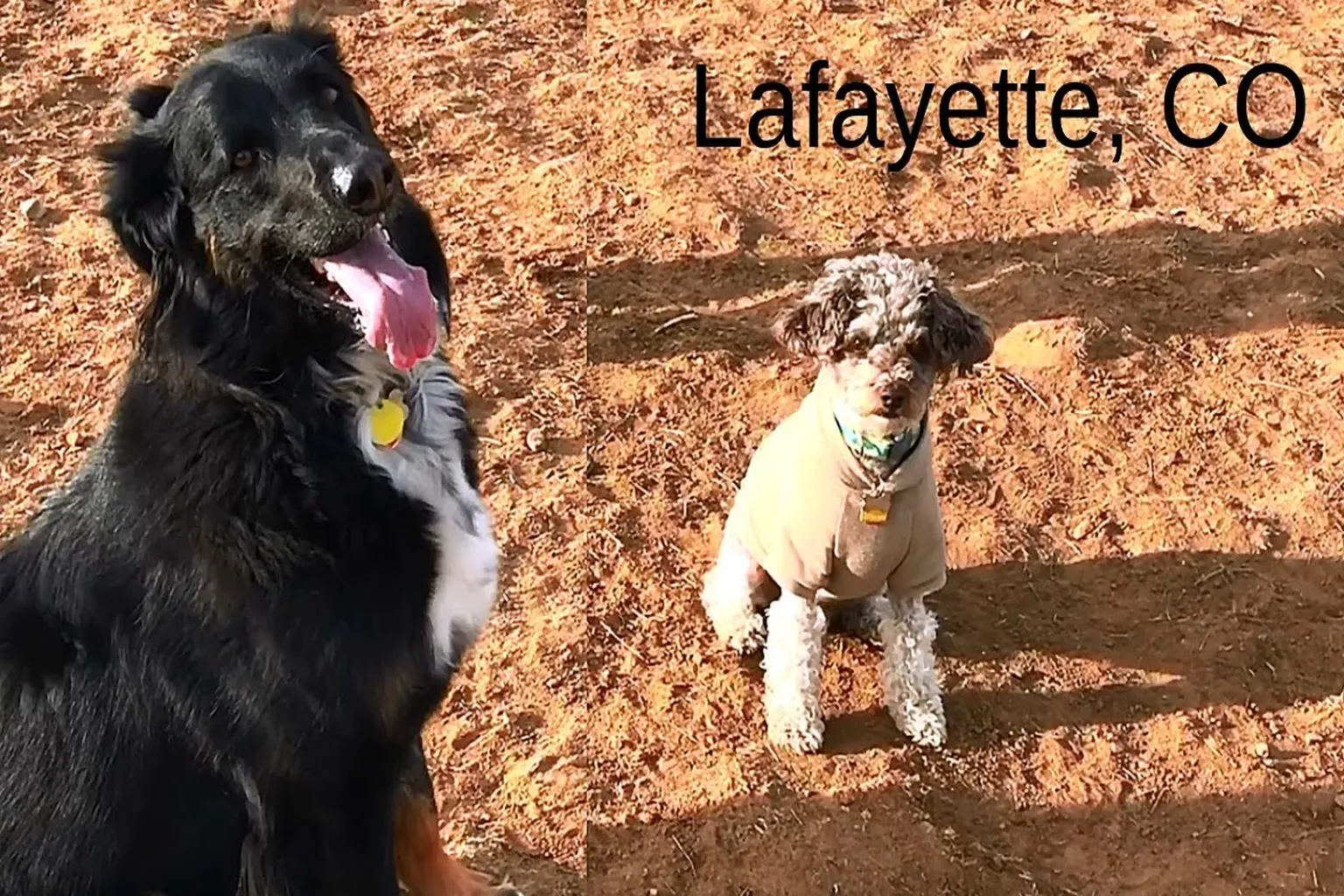 The Great Dog Park - Lafayette in Lafayette, Colorado - Main Image