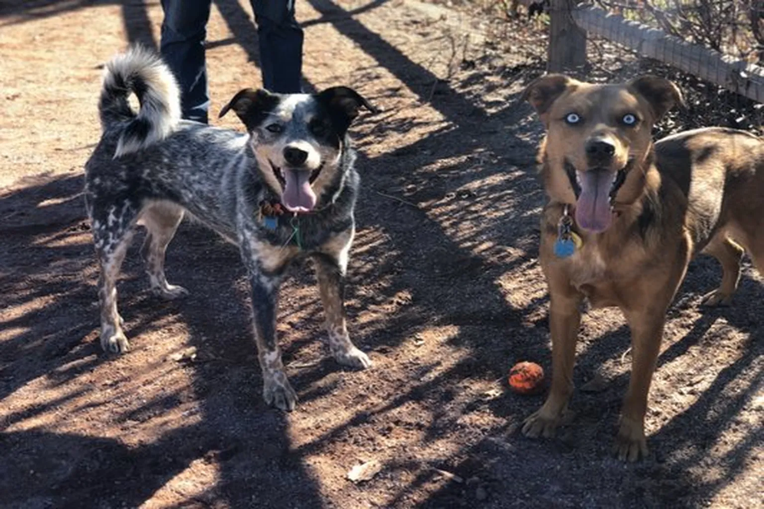 Rough And Ready Dog Park - Longmont in Longmont, Colorado - Main Image