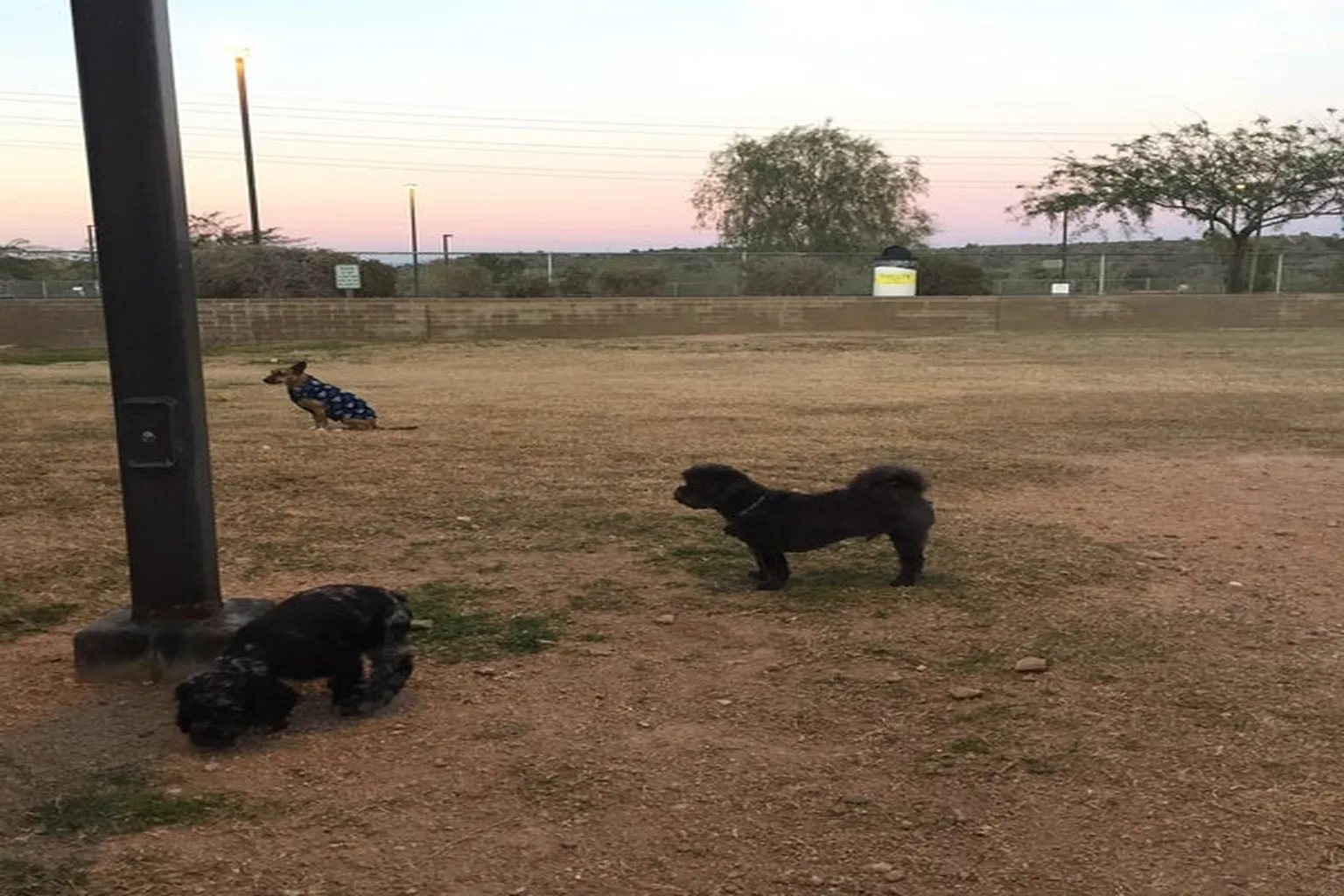 Desert Vista Off-Leash Dog Park in Fountain Hills, Arizona - Main Image
