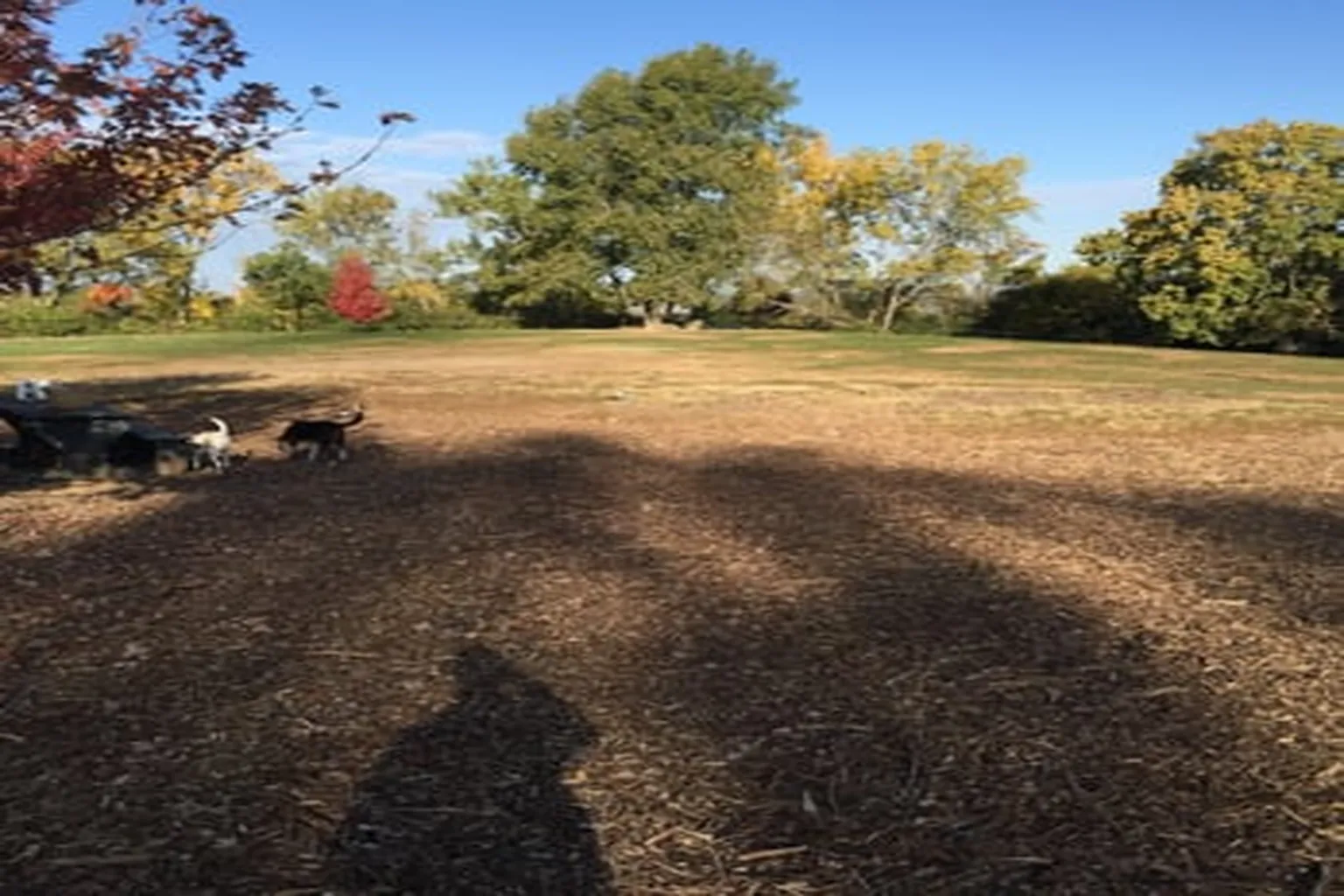 Penn Valley Dog Park in Kansas City, Missouri