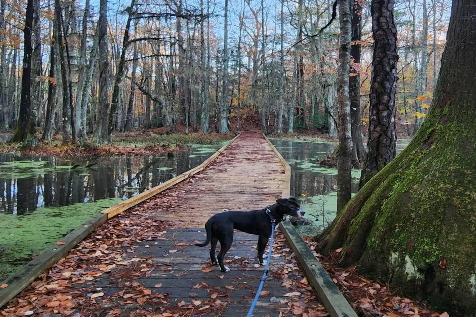 Merchants Millpond State Park in Gatesville, North Carolina