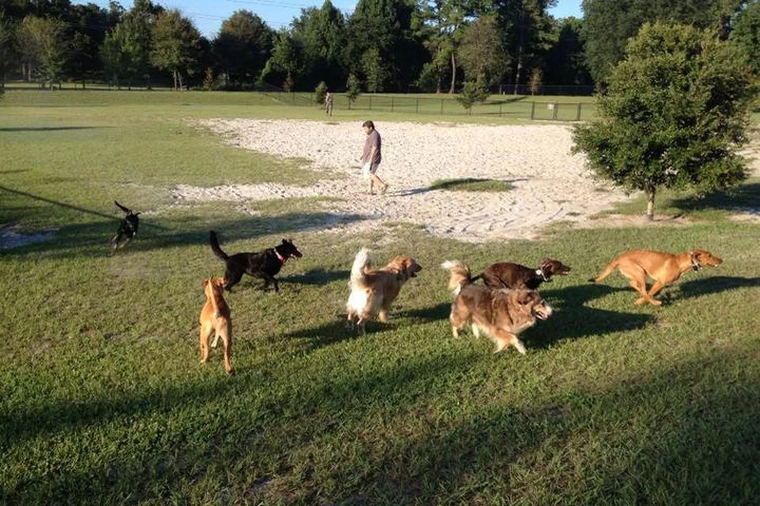 Possum Creek Dog Park in Gainesville, Florida