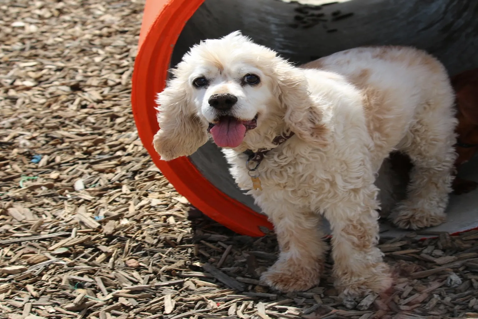 Barkley Dog Park in Cape Coral, Florida