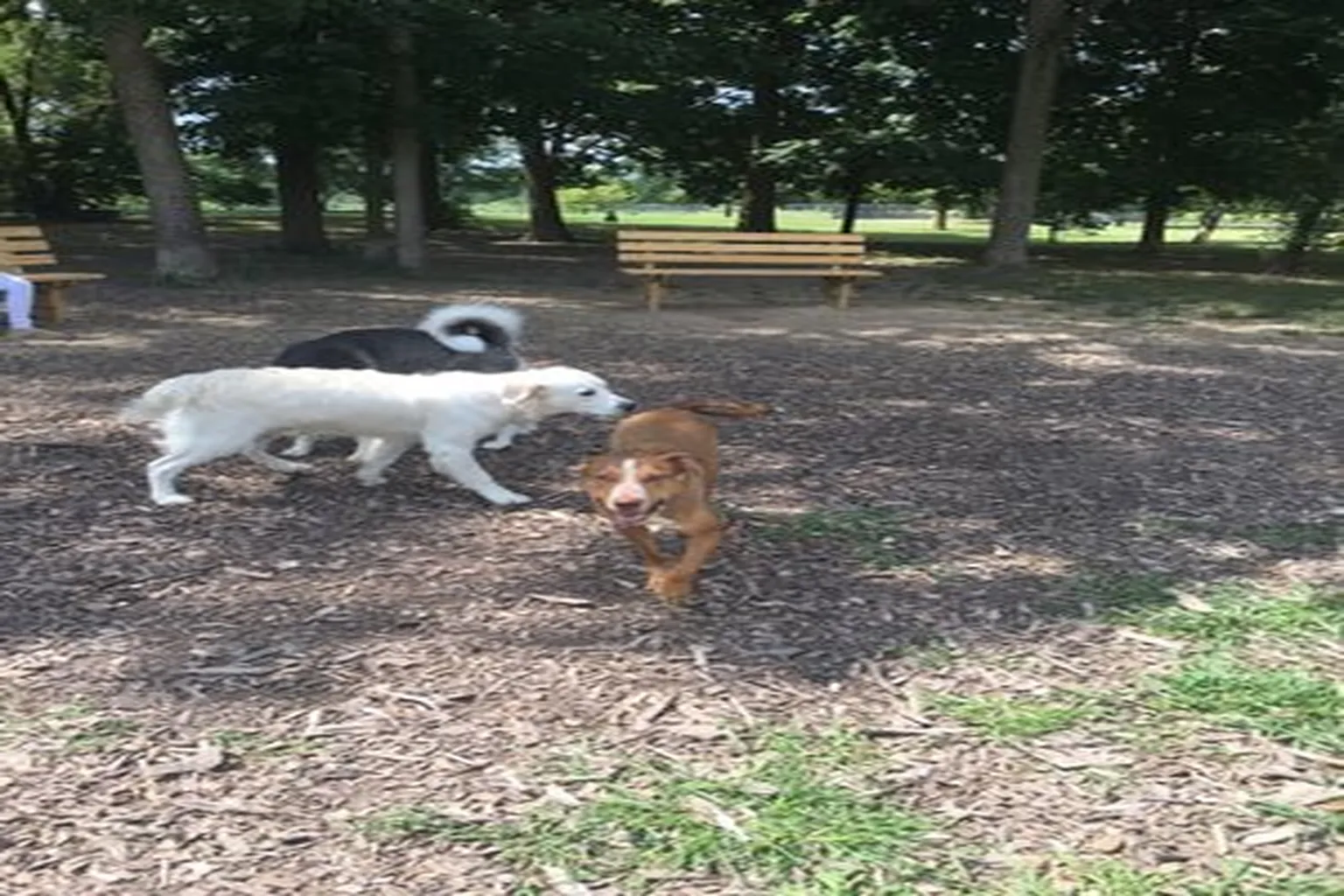 Urbana Dog Park in Urbana, Illinois