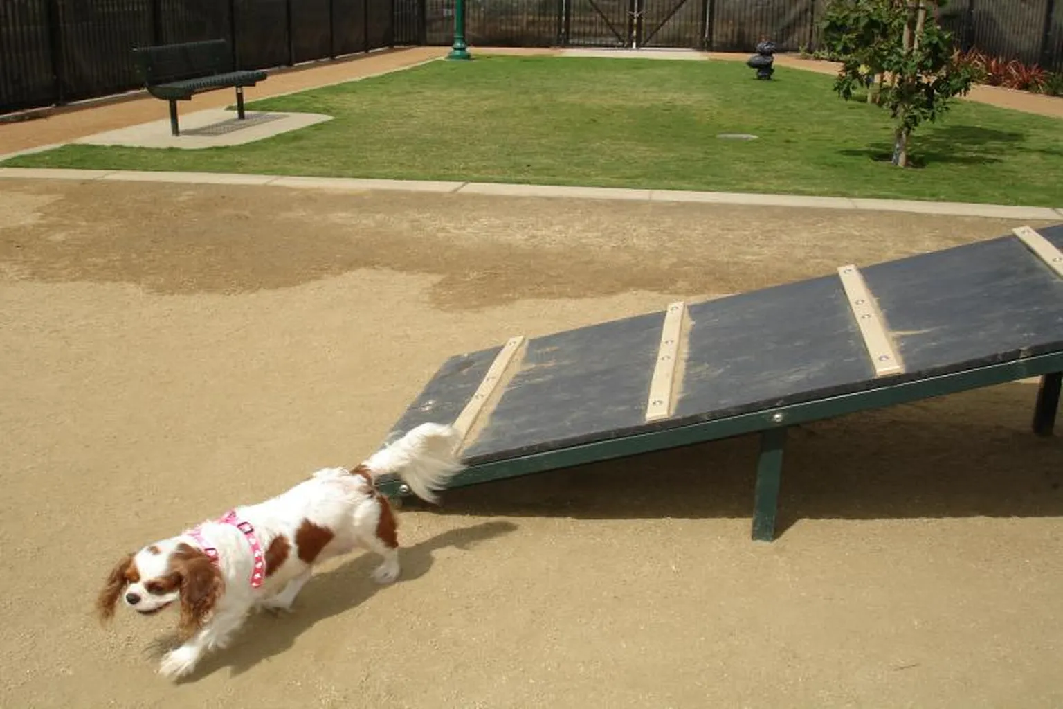 Oxnard Dog Park in Oxnard, California