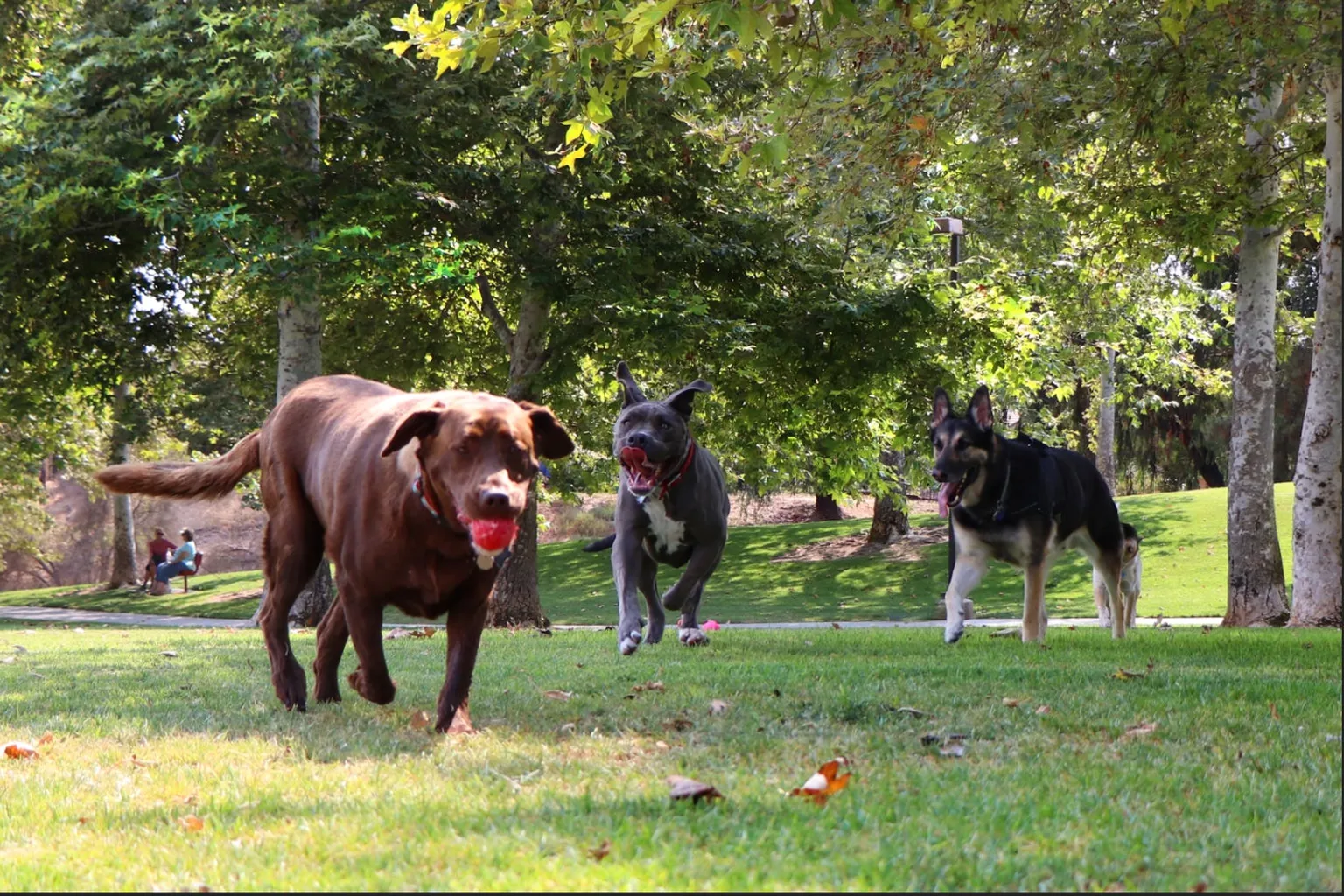 Mission Oaks Park Off Leash Dog Area in Camarillo, California