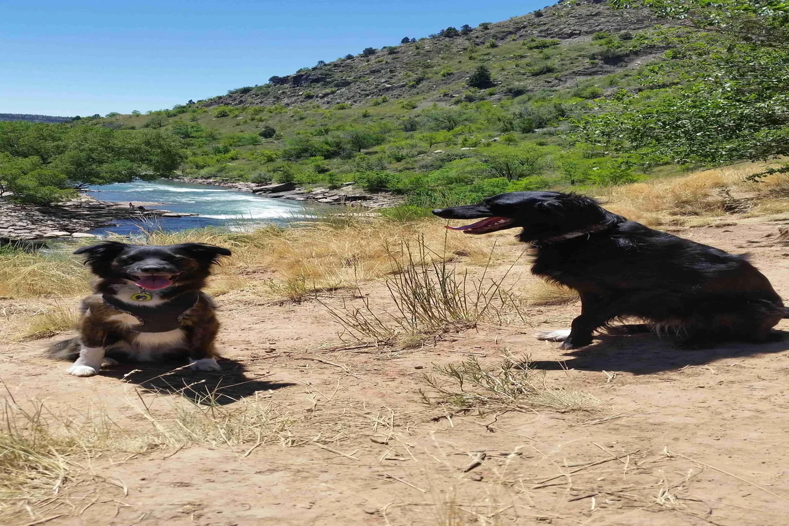 Durango Park Off Leash Dog Area in Durango, Colorado - Main Image