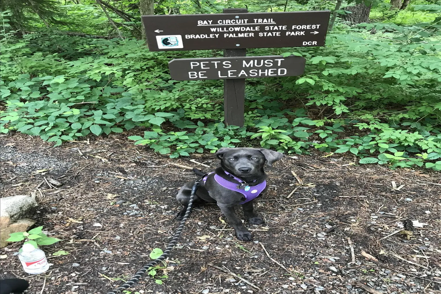 Willowdale State Forest in Ipswich, Massachusetts - Main Image