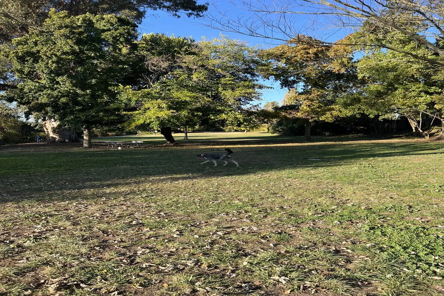 Shurtleff Park Dog Park in Napa, California