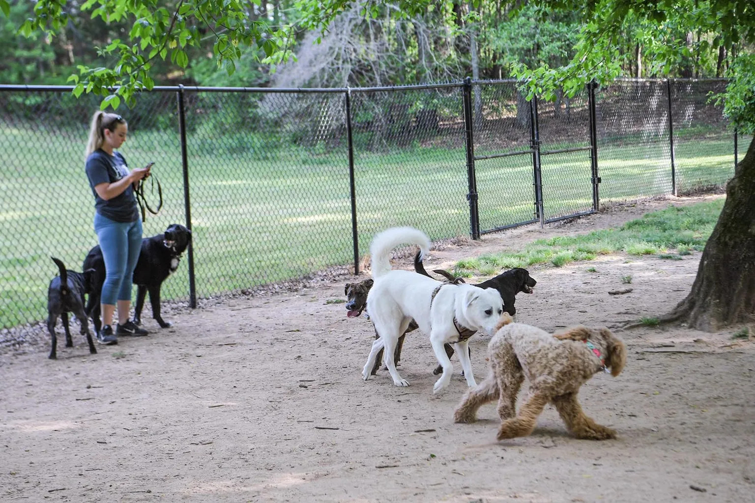 Clemson Dog Park (At Nettles Park) in Clemson, South Carolina