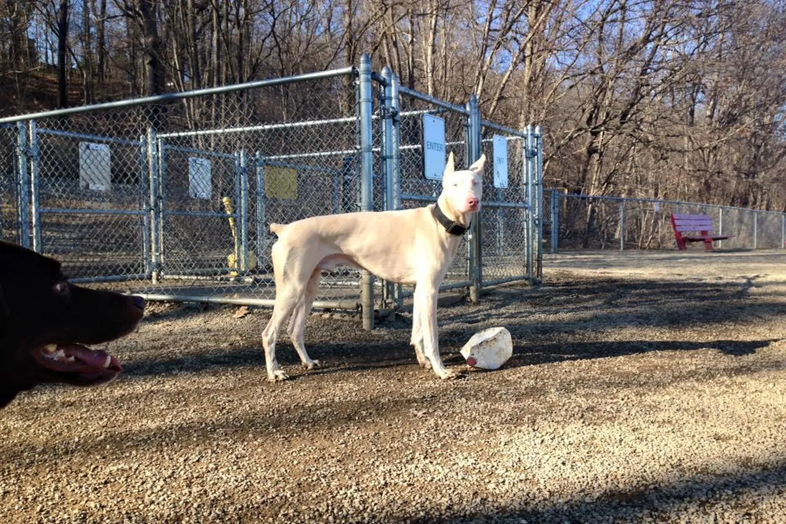 Akron Dog Park (At Cascade Valley Park) in Akron, Ohio