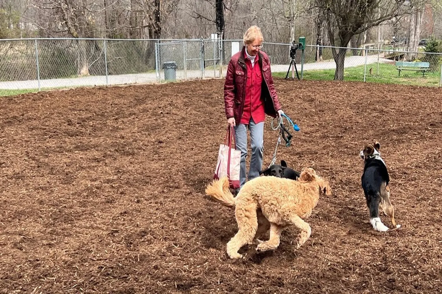 Waynesville Pepsi Dog Park (Near Vance Street Park) in Waynesville, North Carolina