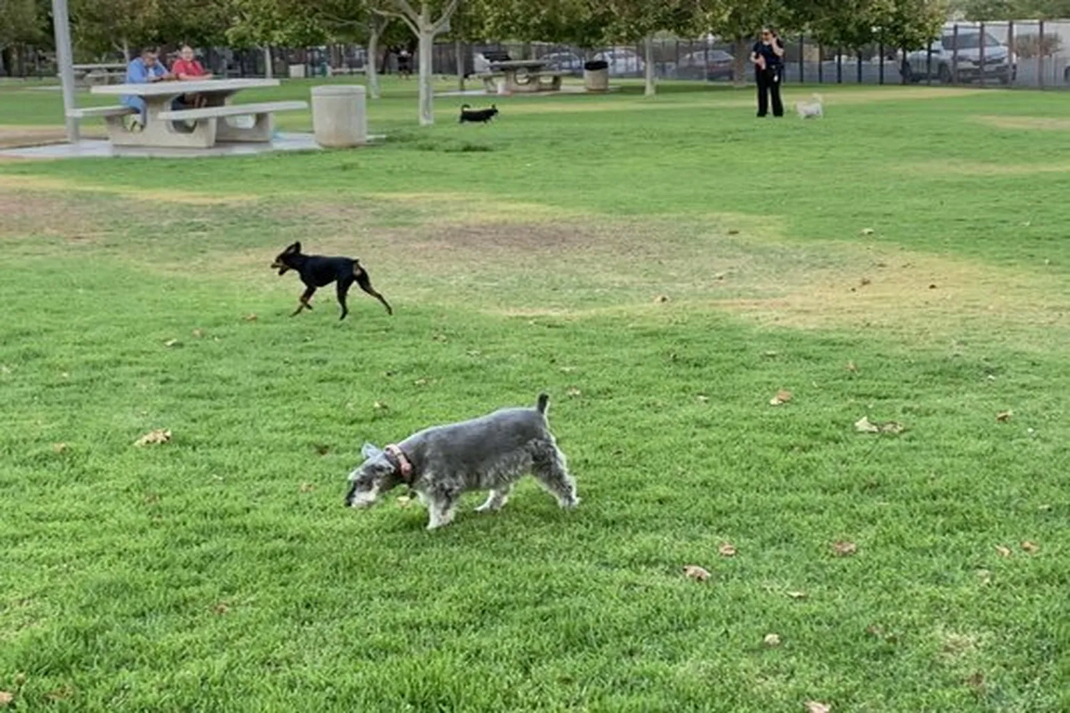 Pat Merritt Dog Park in Riverside, California