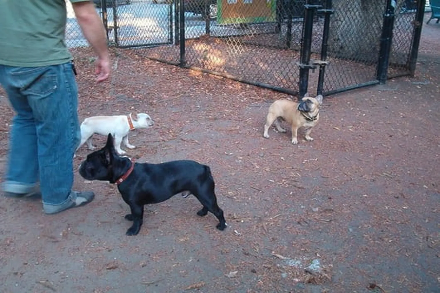 Mosswood Dog Park in Oakland, California