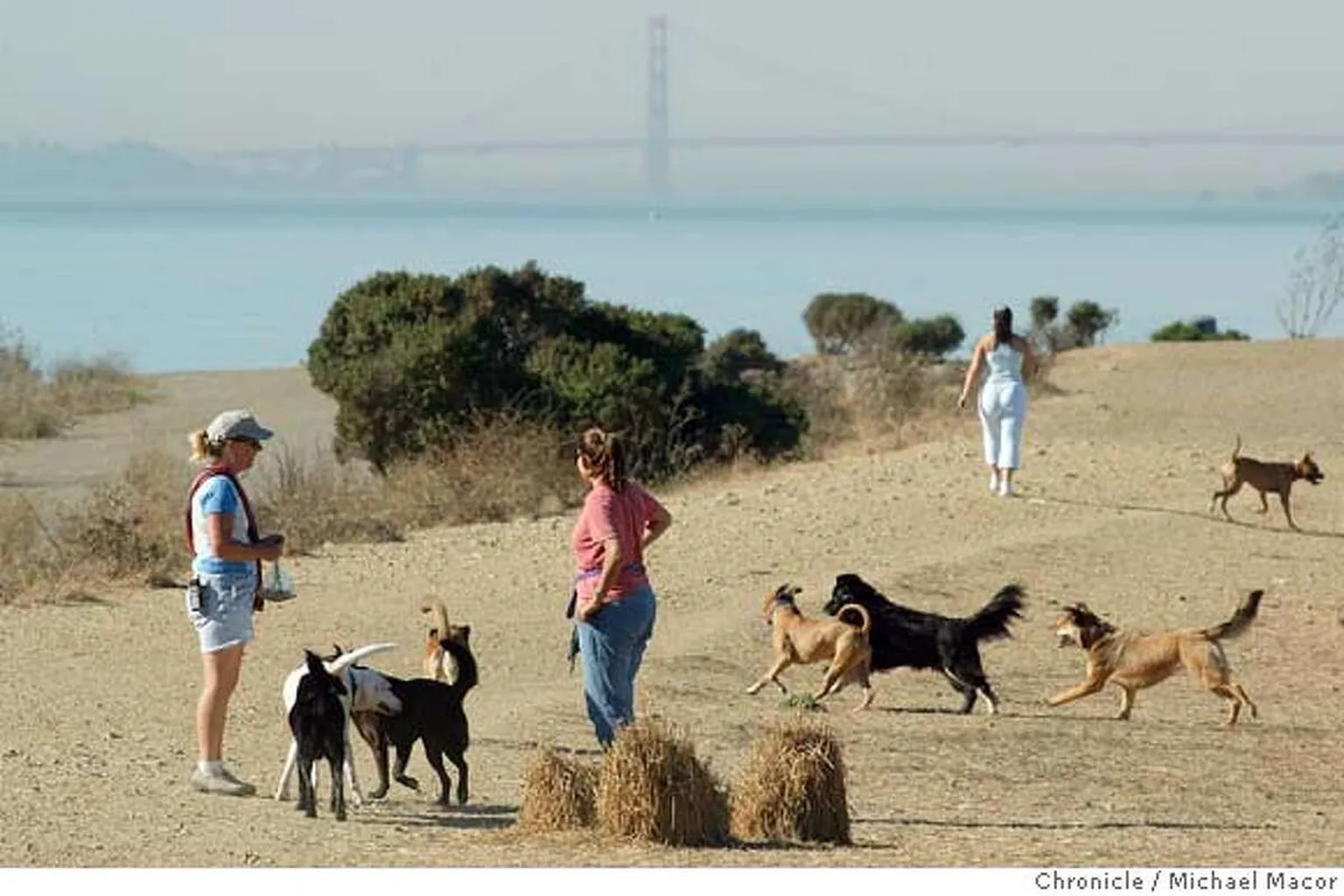Point Isabel Regional Shoreline Off Leash Dog Area in Richmond, California