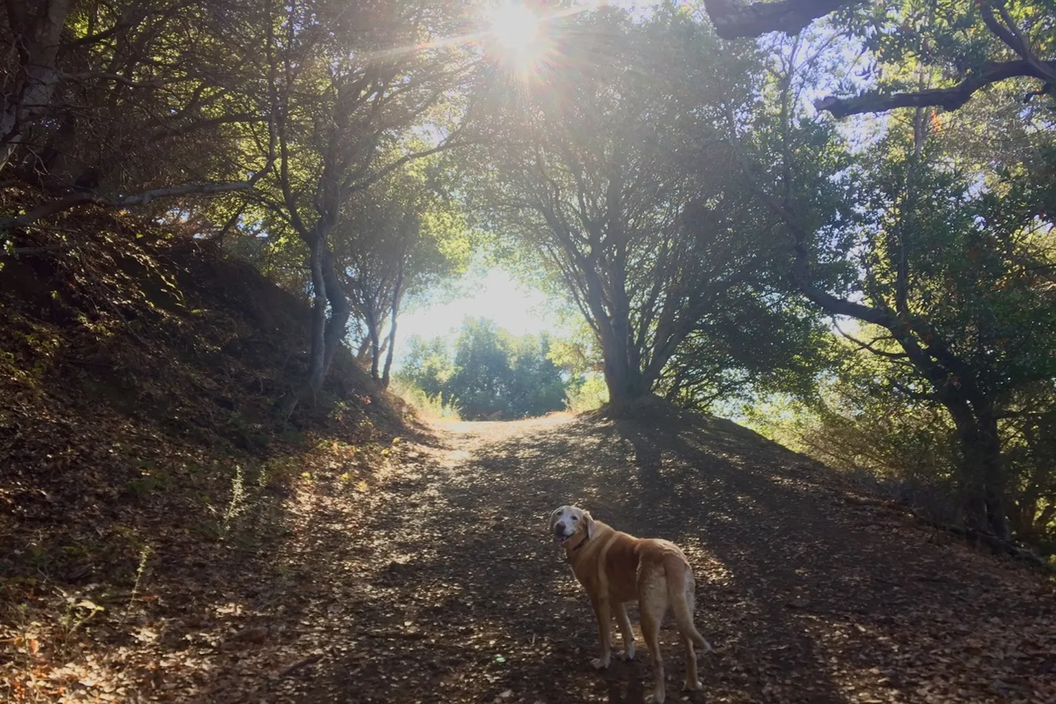 Leona Canyon Regional Park in Oakland, California