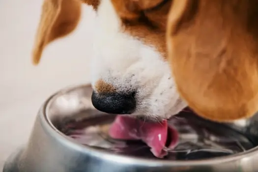 Beagle drinking water from a bowl on a sunny day., dog-park